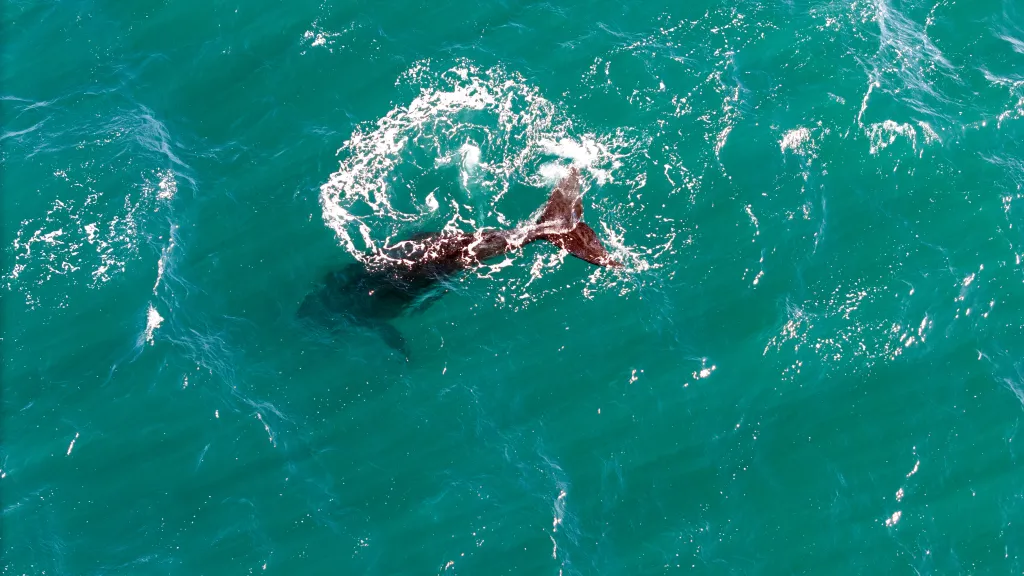 An aerial view shows the body of a dead Southern Right whale calf washed ashore on the coast of Peninsula Valdes in Puerto Madryn, Argentina.