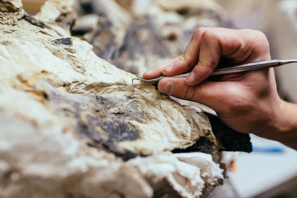 A paleo technician uses a small tool to carefully clean a fossil at the Wyoming Dinosaur Center.