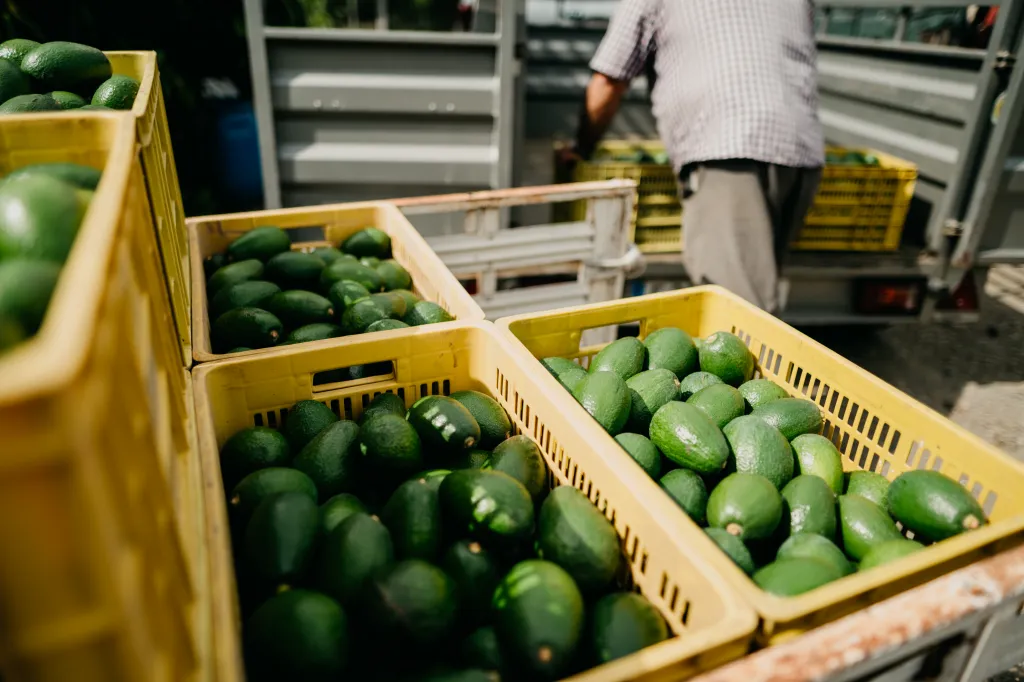 Farmers load a truck with boxes of avocados.