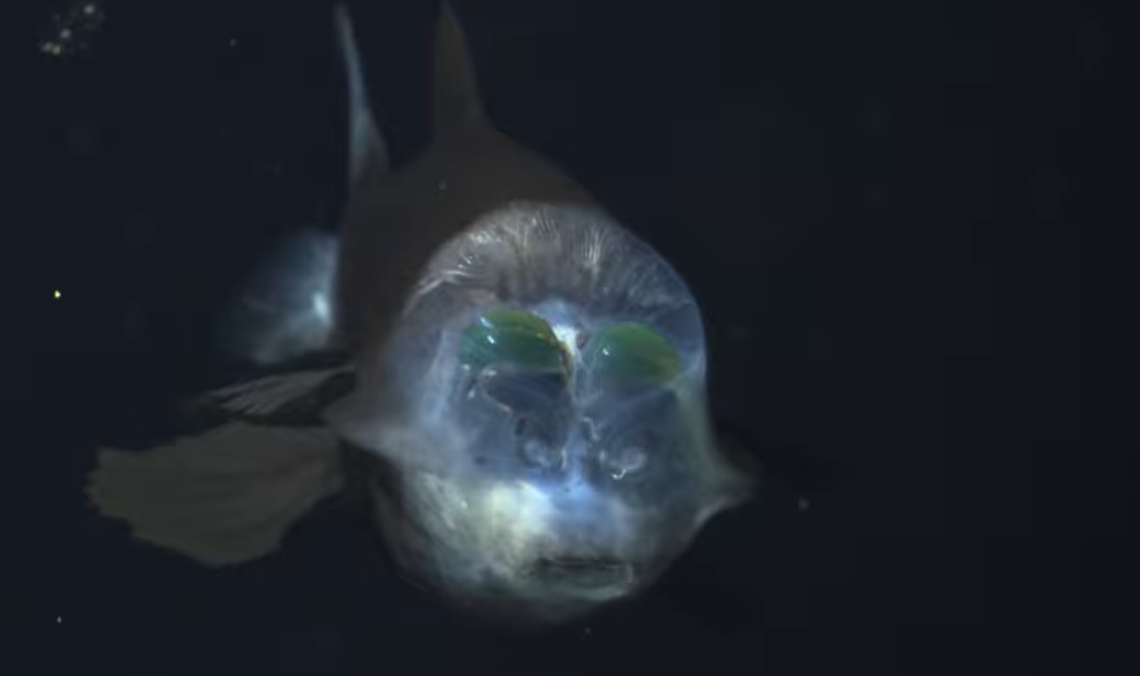 A Rare Deep-Sea Creature With a Transparent Head Was Just Caught on Camera