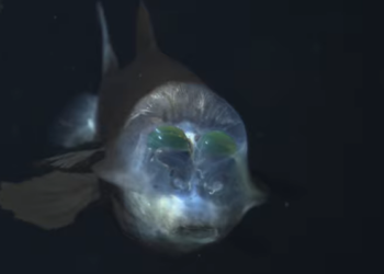 A Rare Deep-Sea Creature With a Transparent Head Was Just Caught on Camera