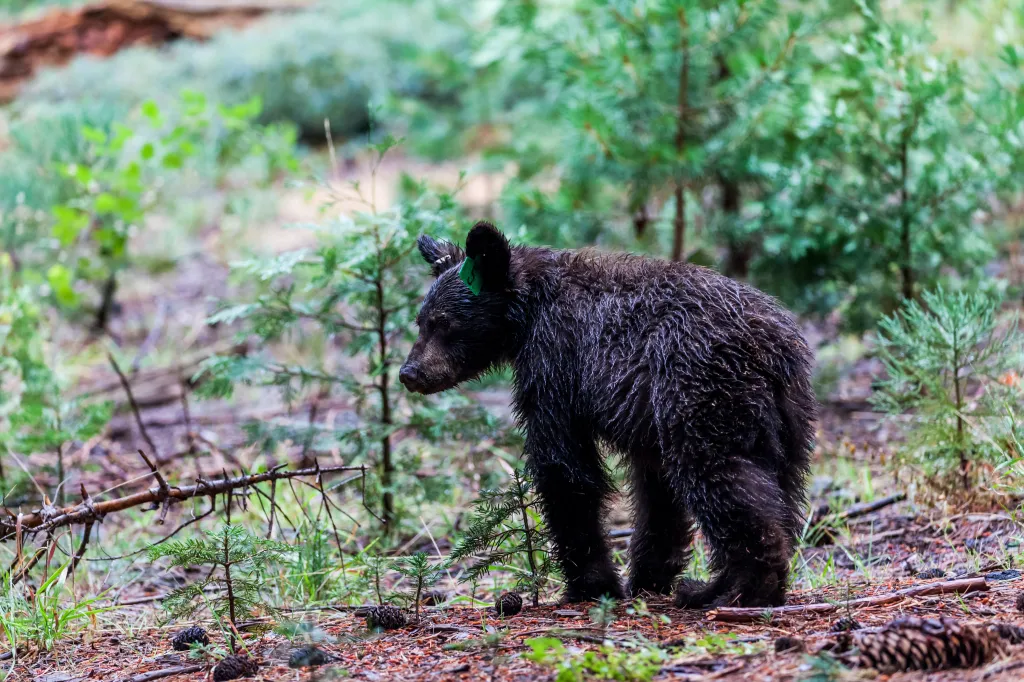 A small black bear cub with a green tag on its ear stands in a forest in Sequoia National Park, California.