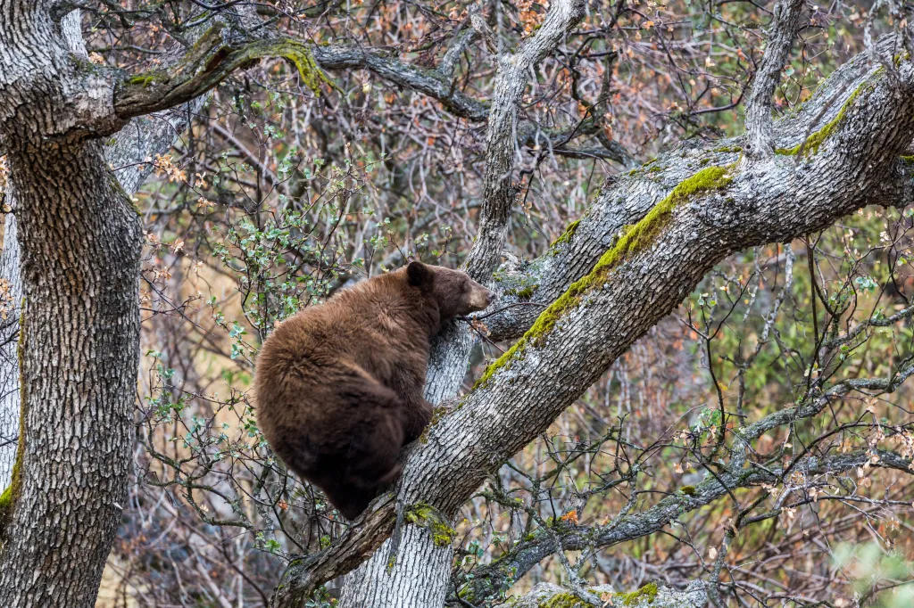 A brown bear climbs among the moss-covered branches of a tree in Sequoia National Park, California.