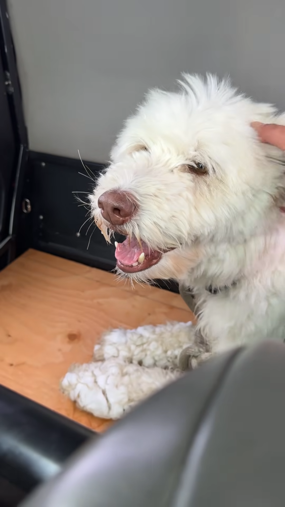 Lauren Padawer's four-year-old huskydoodle, LouLou, after being rescued in the snow in Chugach State Park near Eklutna Lake in Anchorage, Alaska.