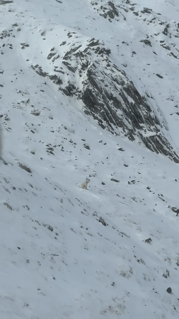 LouLou the dog sitting on a snowy mountain slope.