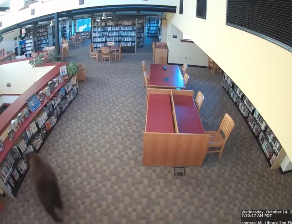 Security camera footage of a black bear walking through the aisles of a library.