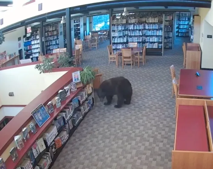 A black bear walks across the floor of a library interior.