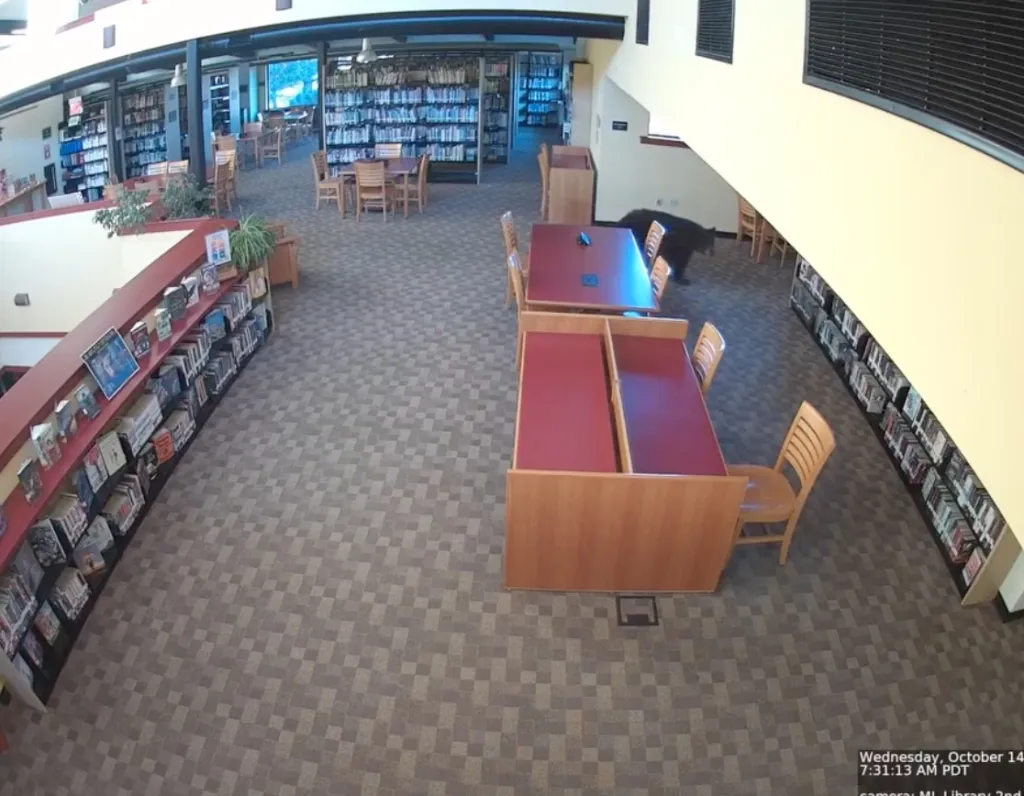Security camera footage of a black bear in a library.