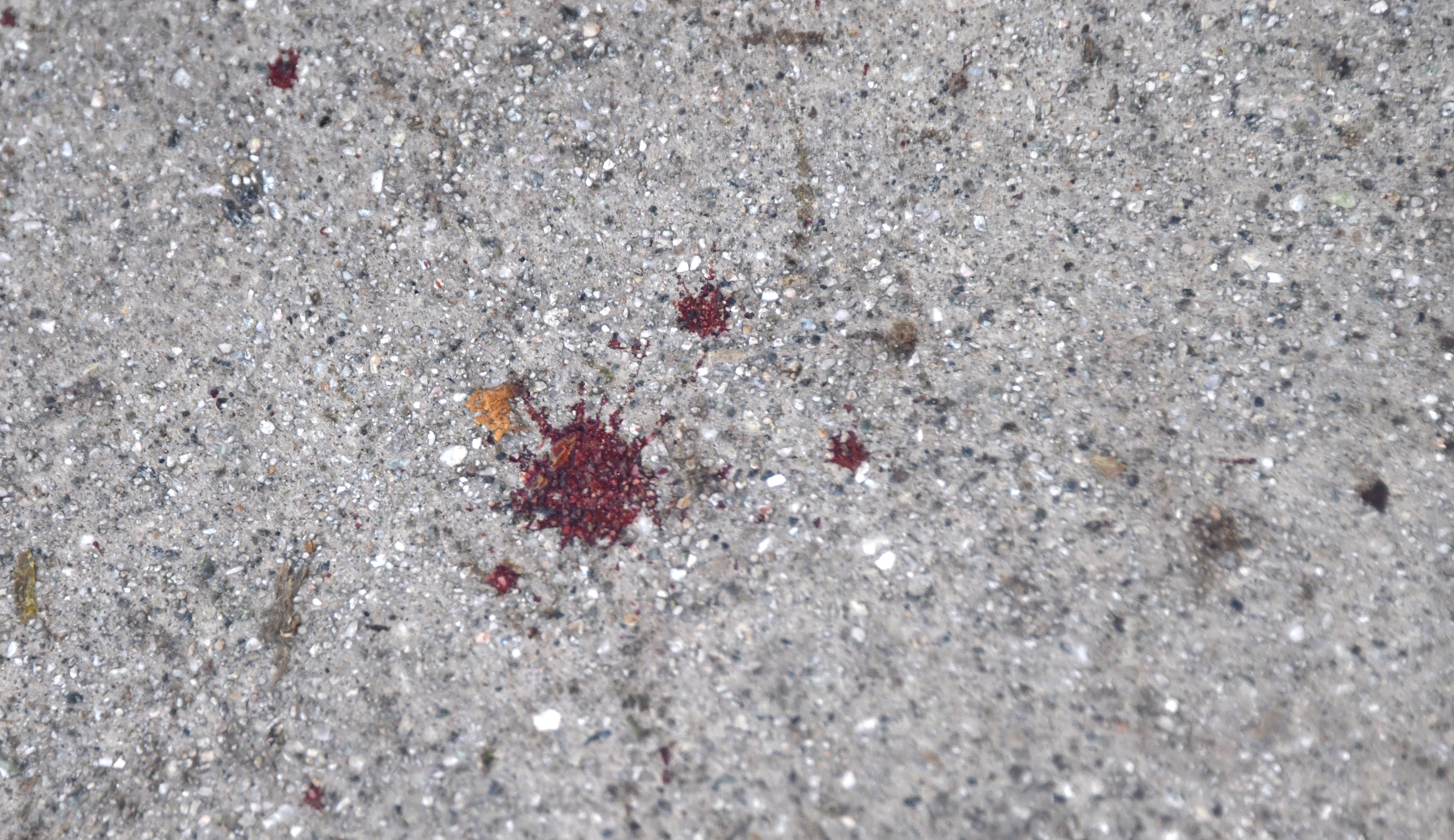 Blood splatter on a concrete sidewalk.