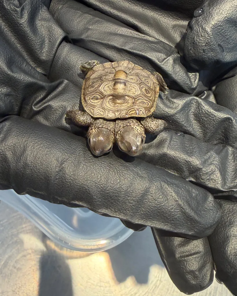 A rare two-headed baby turtle held in a gloved hand in Massachusetts.