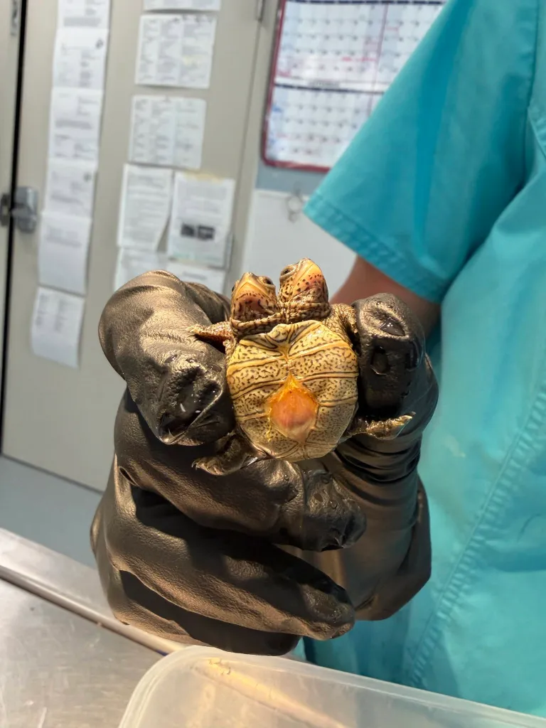 A gloved hand holds a rare two-headed baby turtle in Massachusetts.