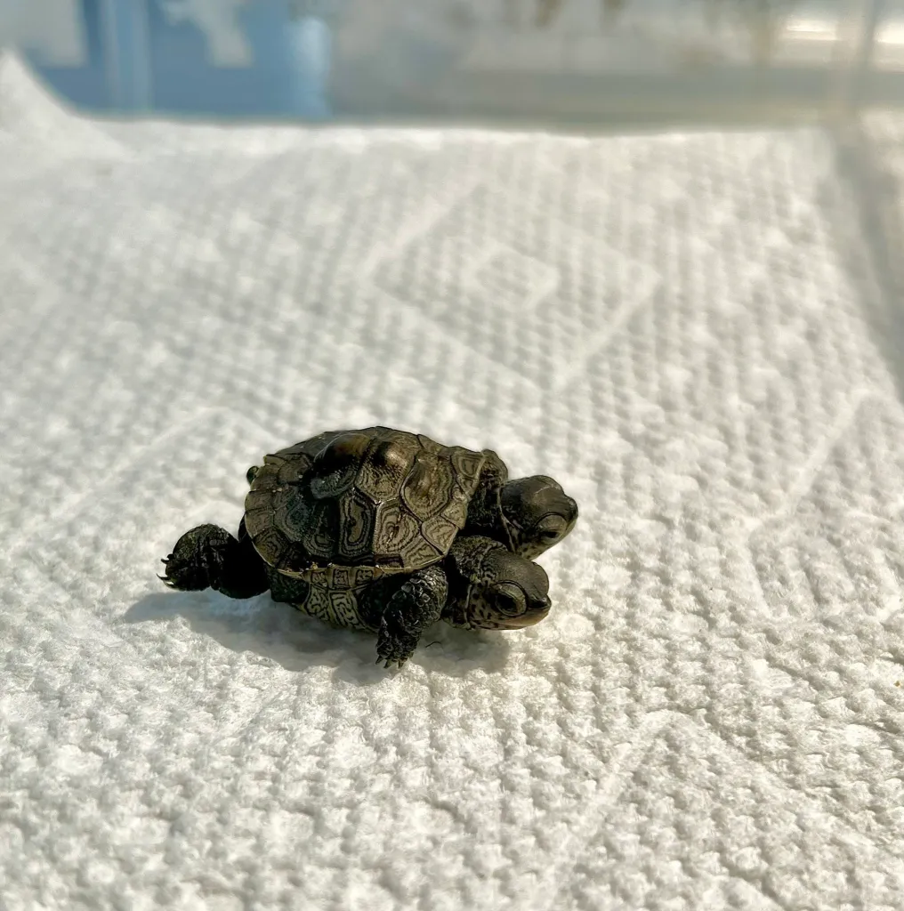 A rare two-headed baby turtle on a white paper towel.
