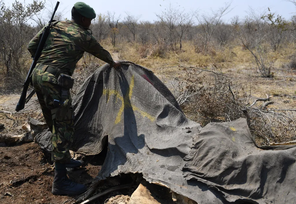 Colonel George Bogatsu of the Botswana Defence Force marks a dead elephant killed by poachers in Chobe, Botswana.