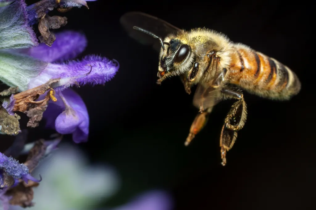 A brown and black honeybee hovering over a purple flower