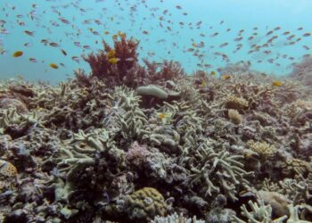 Almost all coral reef ecosystems face risk of collapse in 50 years, study warns