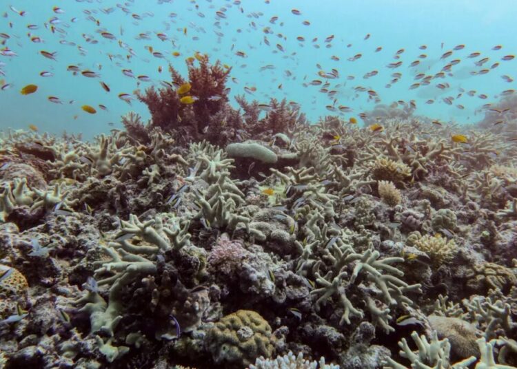 Almost all coral reef ecosystems face risk of collapse in 50 years, study warns
