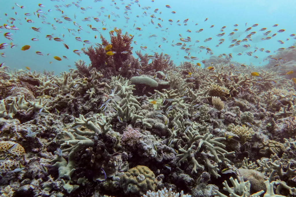 A diverse coral assemblage with schooling fish at Pompey Reef in the northern Great Barrier Reef.