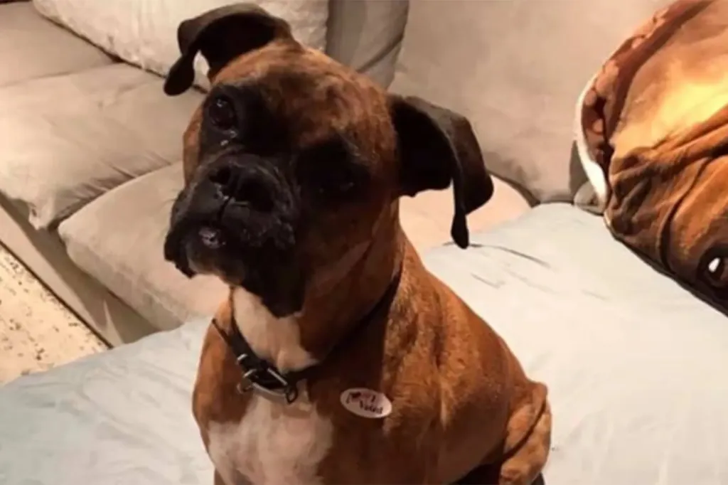A brown brindle Boxer dog sitting on a couch, wearing an 