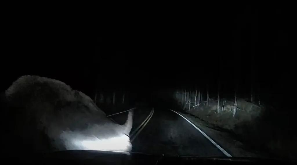 A bison charges a driver's pickup truck on a dark roadway in Yellowstone National Park.