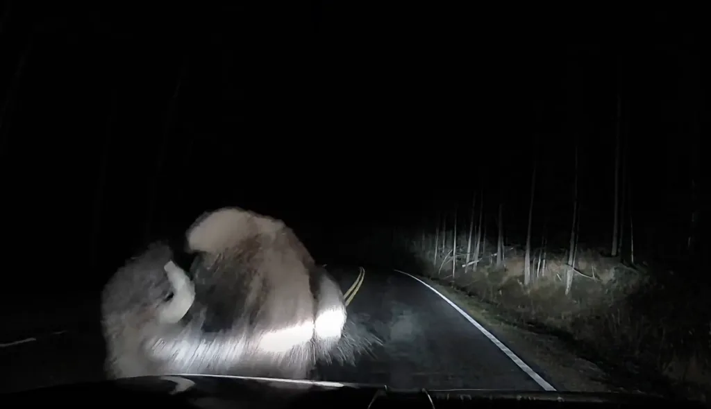 A bison charges and rams into the front of a pickup truck on a dark road in Yellowstone National Park.