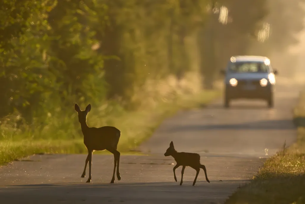 A deer and her fawn cross the road as a car approaches
