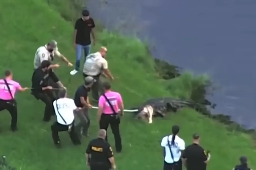 People and officers pulling a large alligator out of a lake by a rope.