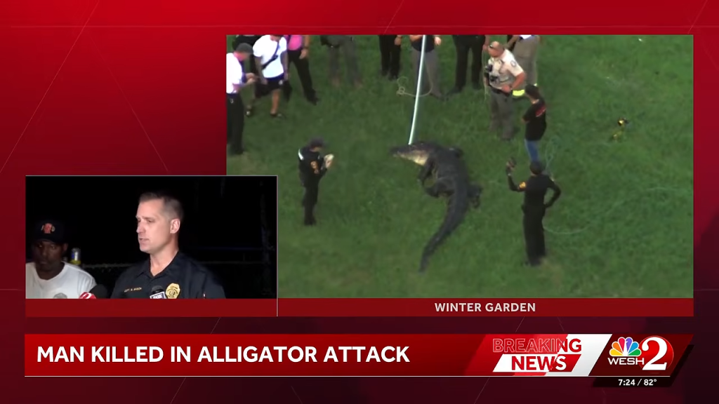 Collage of news footage showing an alligator on grass surrounded by people and an official speaking at a press conference.