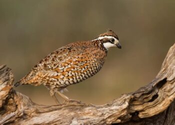 What will you do with your one precious wildlife?
