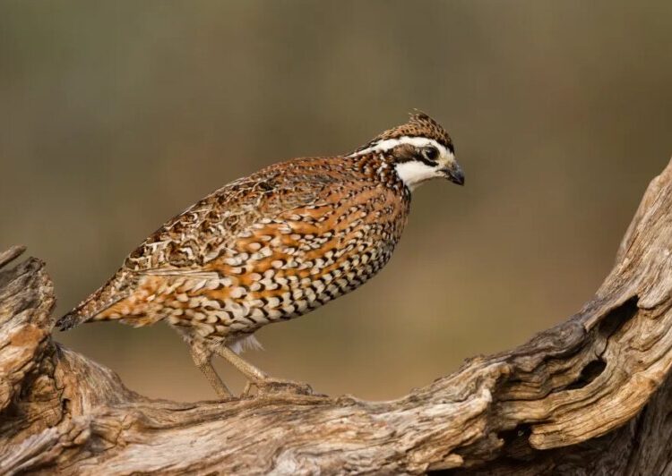 What will you do with your one precious wildlife?