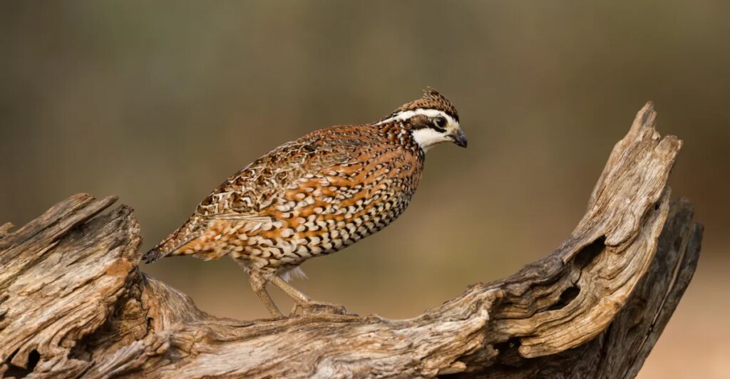 What will you do with your one precious wildlife?