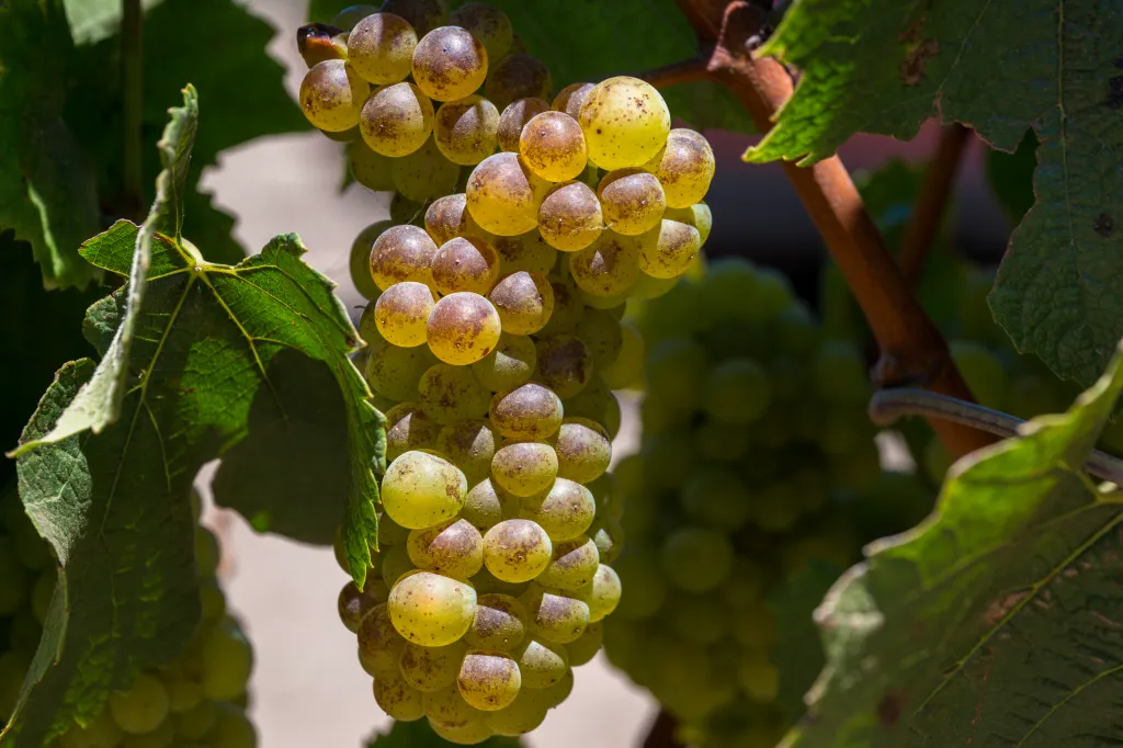 Close-up of ripening green grapes hanging on the vine at McIntyre Estate Vineyards in Gonzales, California.