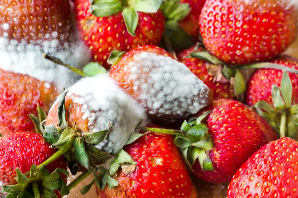 Fresh strawberries covered in gray mold during quality control.