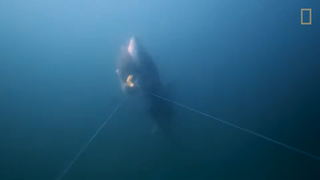 Great white biting fish.