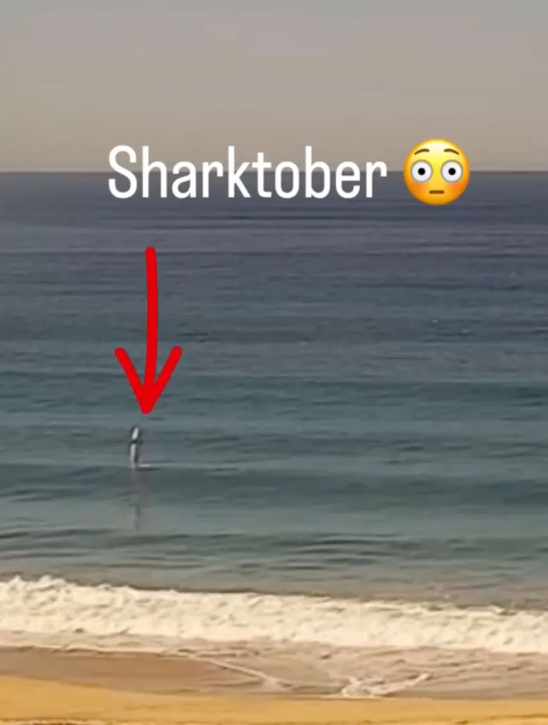 A great white shark swims upright out of the ocean.