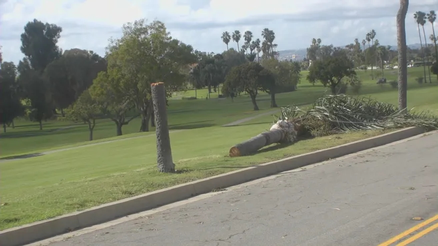 A fallen palm tree lying on the grass next to a road, with its trunk snapped in half.