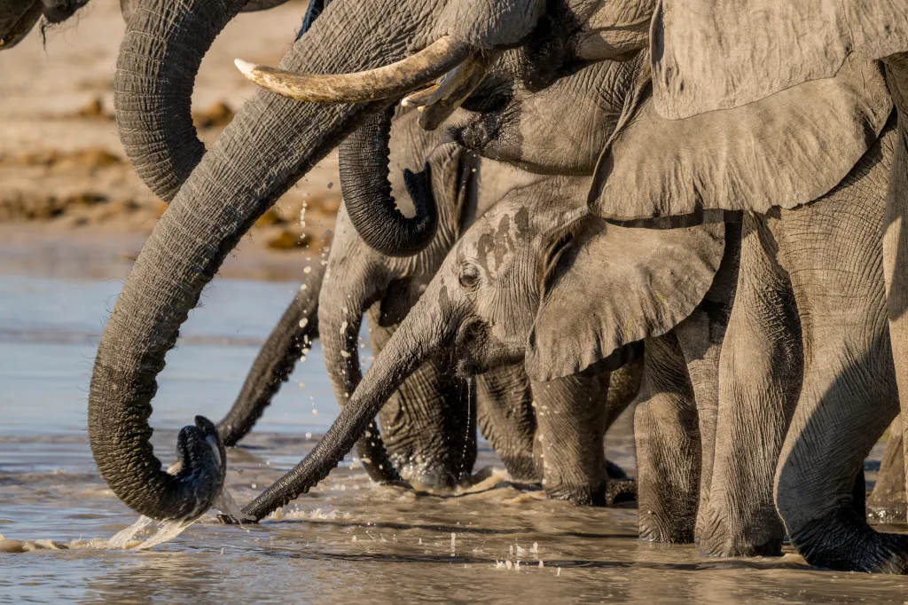 A close-up of an African elephant herd drinking water at a waterhole.
