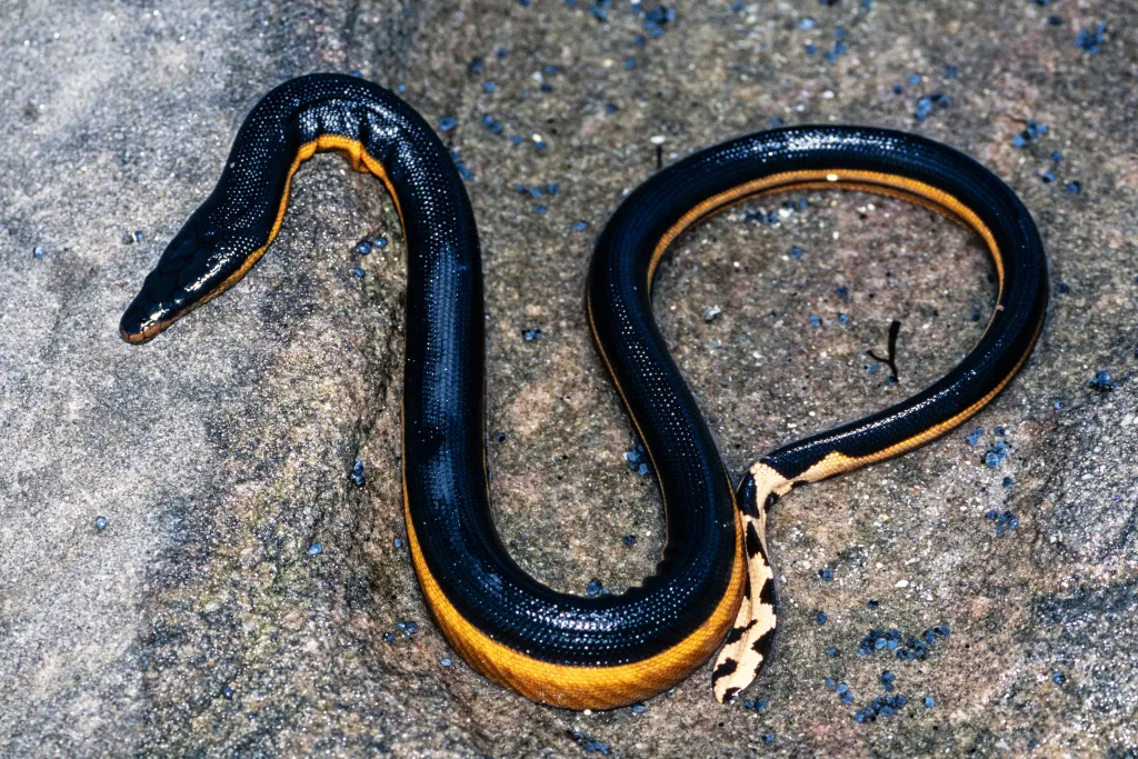 A highly venomous Yellow-bellied Sea Snake rests on a rock.
