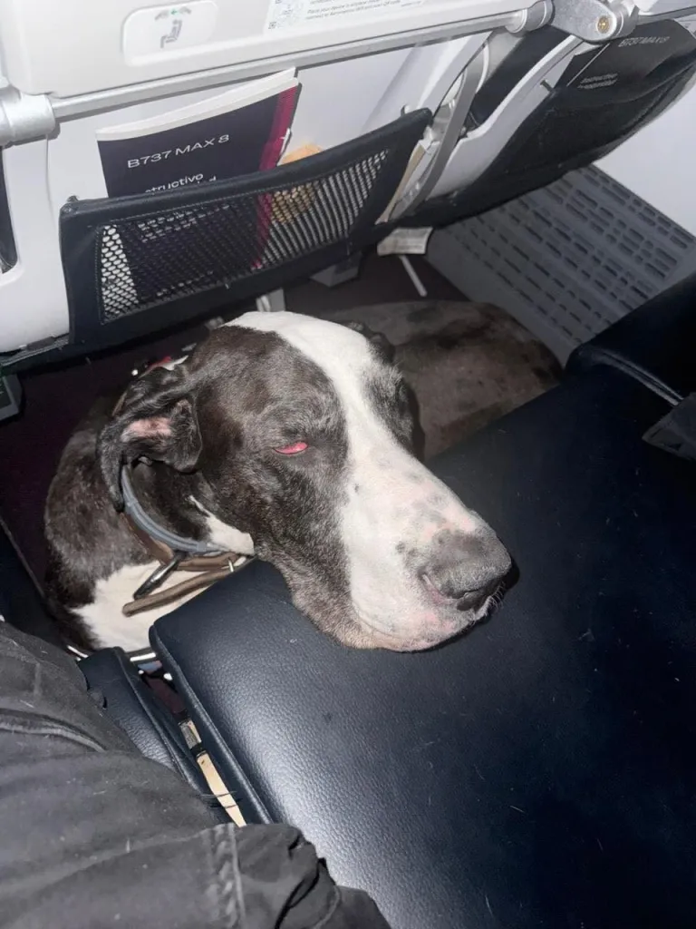 Logan the Great Dane sits with his head on a plane seat during a flight from Mexico to Vancouver, Canada in February.