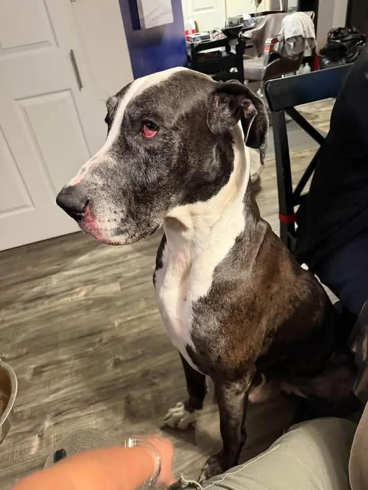 A large brindle and white service dog sitting indoors.