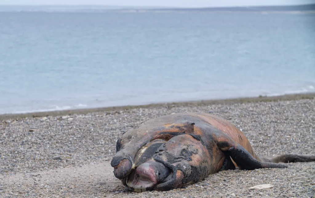 The body of a dead Southern Right whale calf lies washed ashore on a pebbled beach in Puerto Madryn, Argentina.