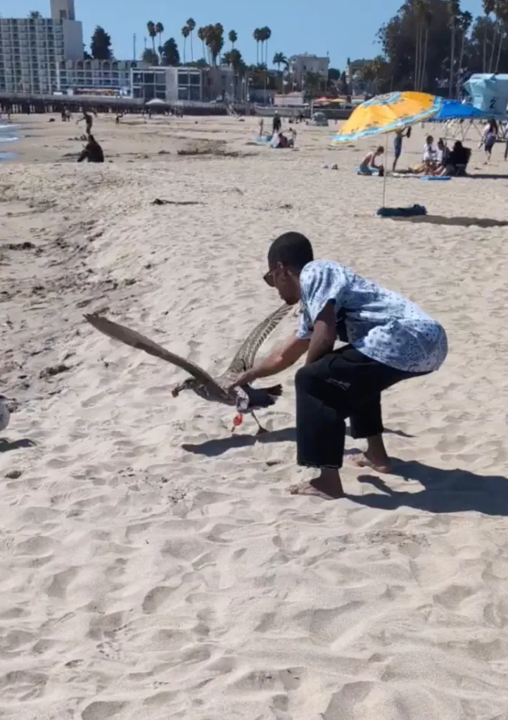 A man crouches on a sandy beach, reaching out to catch a seagull entangled in fishing tackle.