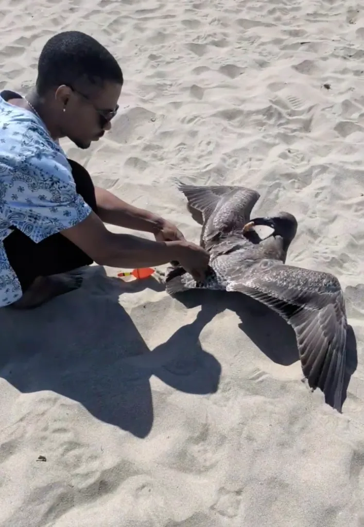 Shaquile Simpson removes a fishing hook from a distressed seagull on Santa Cruz Beach.