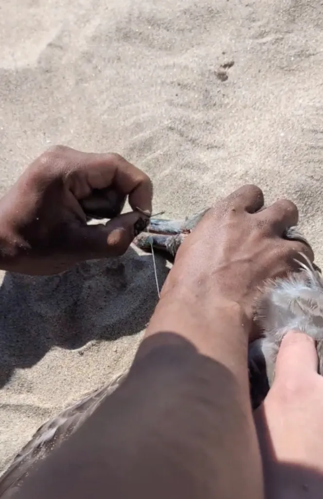 Shaquile Simpson removing a fishing hook from a distressed seagull's beak on a beach.