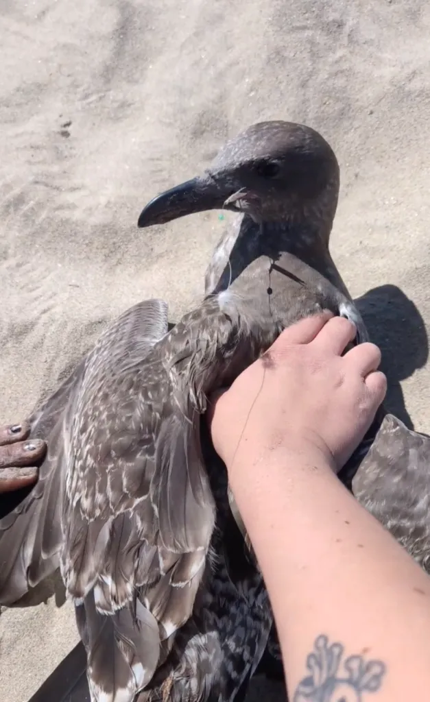 A person gently holding down a seagull entangled in fishing tackle on a beach.