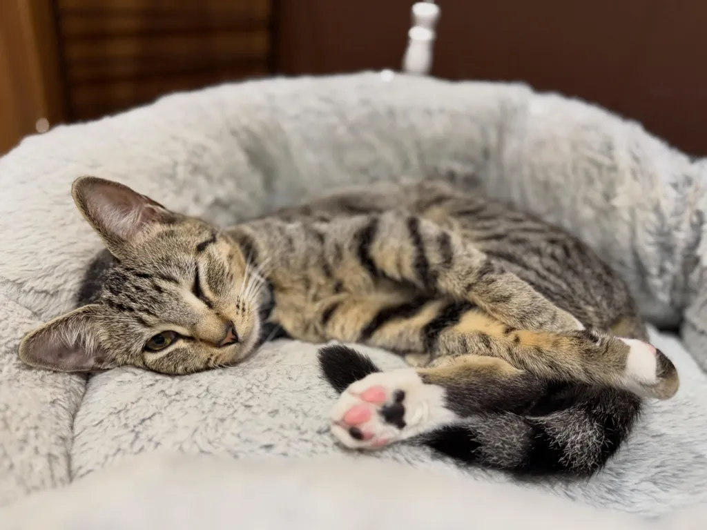 A tabby kitten resting comfortably in a soft, light gray pet bed, with its paws tucked near its face.