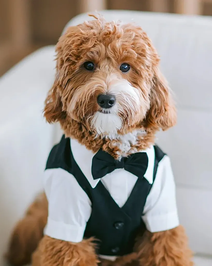 A fluffy brown dog wearing a black tuxedo vest and a bow tie.