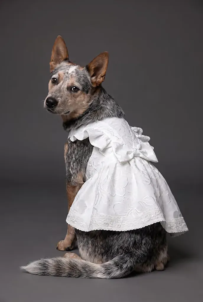 A Blue Heeler dog wearing a white wedding dress with ruffles and a bow.