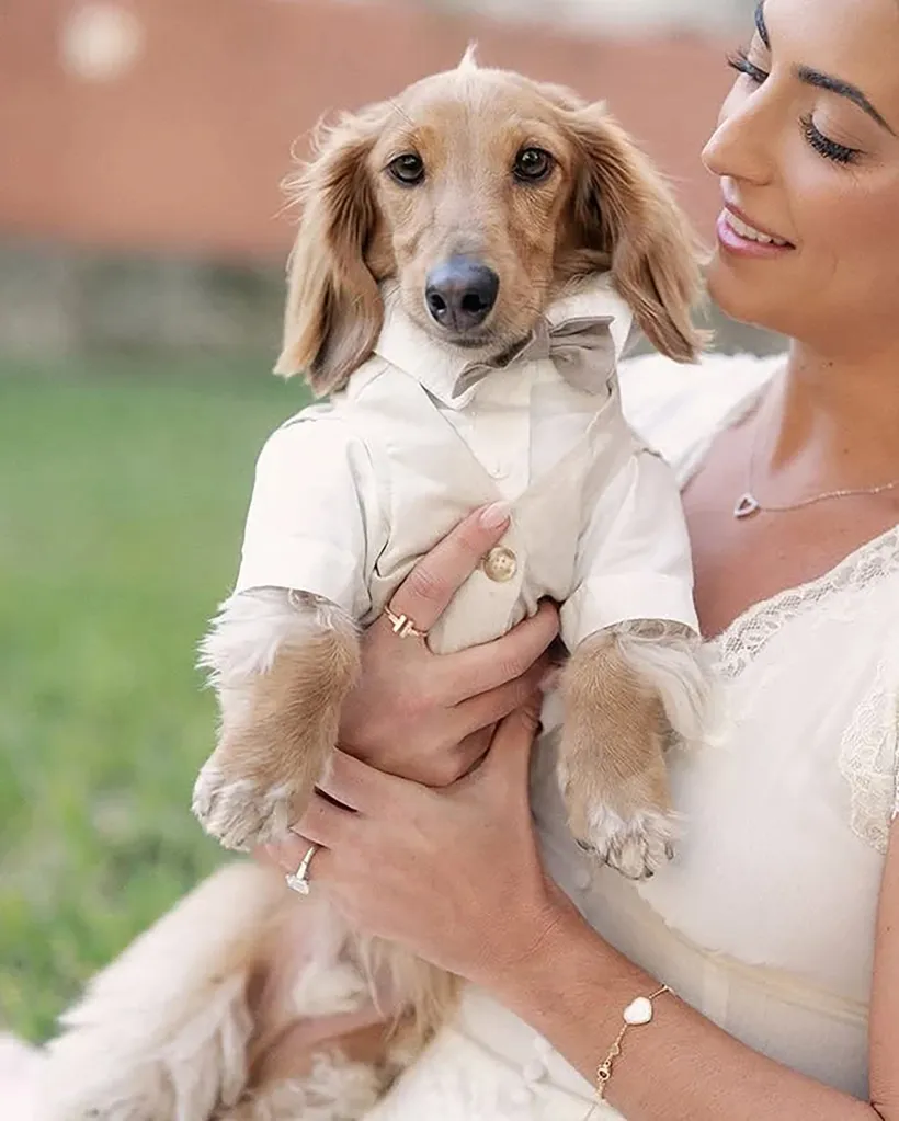 A bride holding a long-haired dachshund wearing a miniature tuxedo and bow tie.