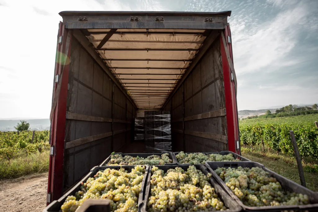 Full crates of harvested grapes are loaded onto a truck.