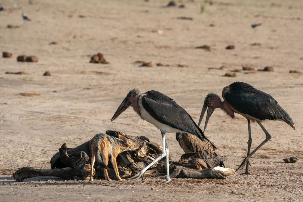 A black-backed jackal and marabou storks feed on an elephant carcass in Savuti, Chobe National Park, Botswana.